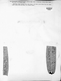 Epicoccum nigrum image